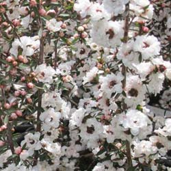 Leptospermum scoparium alba